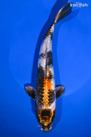 9.5" KIN SHOWA