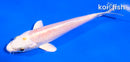 5" HARIWAKE