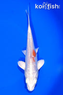 7" KIKUSUI