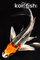 7.25" BENI GINGA BUTTERFLY