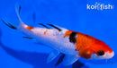 5.25" SANKE