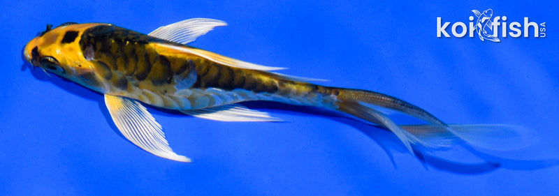 5.5" ARAGOKE KI MATSUBA BUTTERFLY