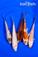 PACK OF (5) 3.75-4.25" STANDARD KOI