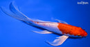 8.25" KIKUSUI BUTTERFLY