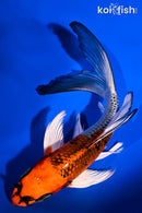 7" KUJAKU BUTTERFLY
