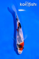 4.5" SANKE