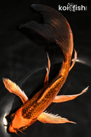 8.25" KIN ORENJI MATSUBA BUTTERFLY
