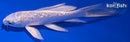 5" GINRIN PLATINUM OGON BUTTERFLY