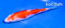 4" KOHAKU