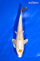 9" MARUTEN KIN KI MATSUBA
