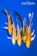 PACK OF (5) 5-6" BUTTERFLY KOI