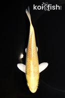 5.75" YAMABUKI OGON