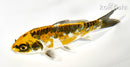 5.75" BENI KIKOKURYU