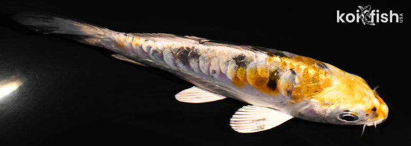 4.5" ARAGOKE HEISEI NISHIKI