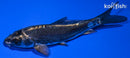 4.5" KIKOKURYU