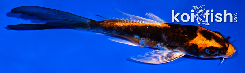 4.5" ARAGOKE BENI KIKOKURYU