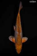 12.25" METALLIC OCHIBA SHIGURE