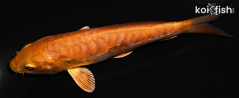 4.75" METALLIC OCHIBA SHIGURE