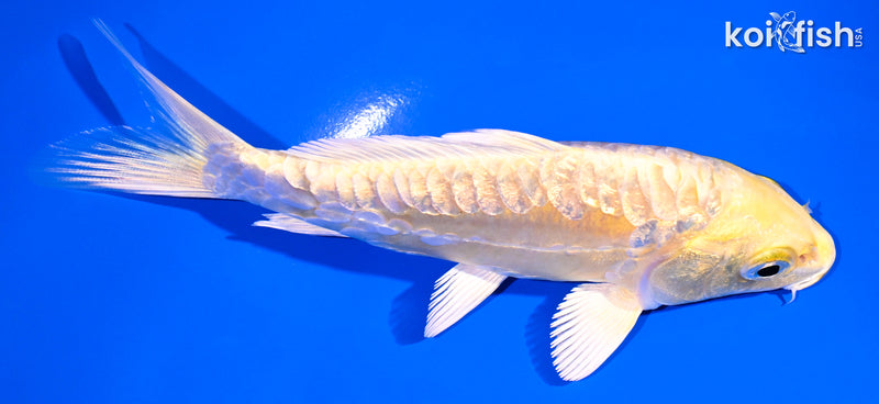 5" GINRIN ARAGOKE YAMABUKI OGON