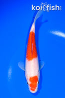 6.5" KOHAKU