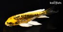 6.75" ARAGOKE KIN KIKOKURYU BUTTERFLY