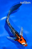 5.5" ARAGOKE BENI KIKOKURYU BUTTERFLY