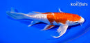 7.5" GINRIN HARIWAKE BUTTERFLY