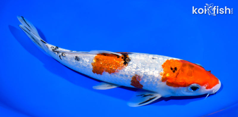 8.75" GINRIN SANKE
