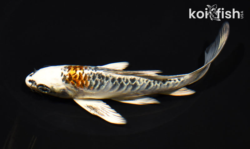 5.75" ARAGOKE KUJAKU BUTTERFLY