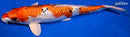 12" GINRIN YAMATO NISHIKI