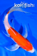 8.5" KOHAKU BUTTERFLY