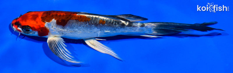 7" BENI KIKOKURYU BUTTERFLY