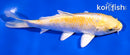 4.5" LEMON HARIWAKE