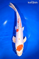 14.5" HEISEI NISHIKI