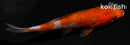 4.5" DOITSU OCHIBA SHIGURE