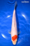 10.5" TANCHO KOHAKU