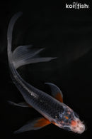 5.25" ASAGI BUTTERFLY