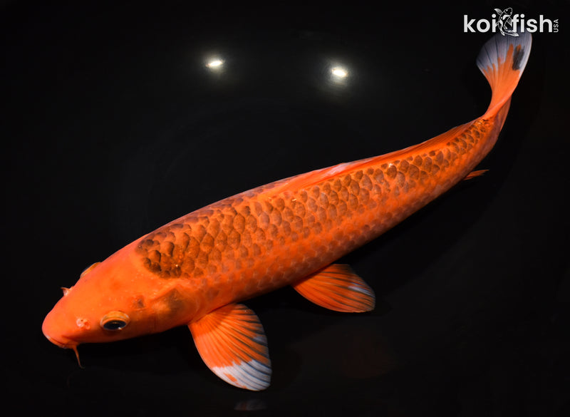 13.5" AKA MATSUBA
