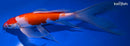 10.75" KUCHIBENI KOHAKU BUTTERFLY