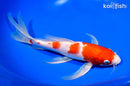 9" HARIWAKE BUTTERFLY KOI