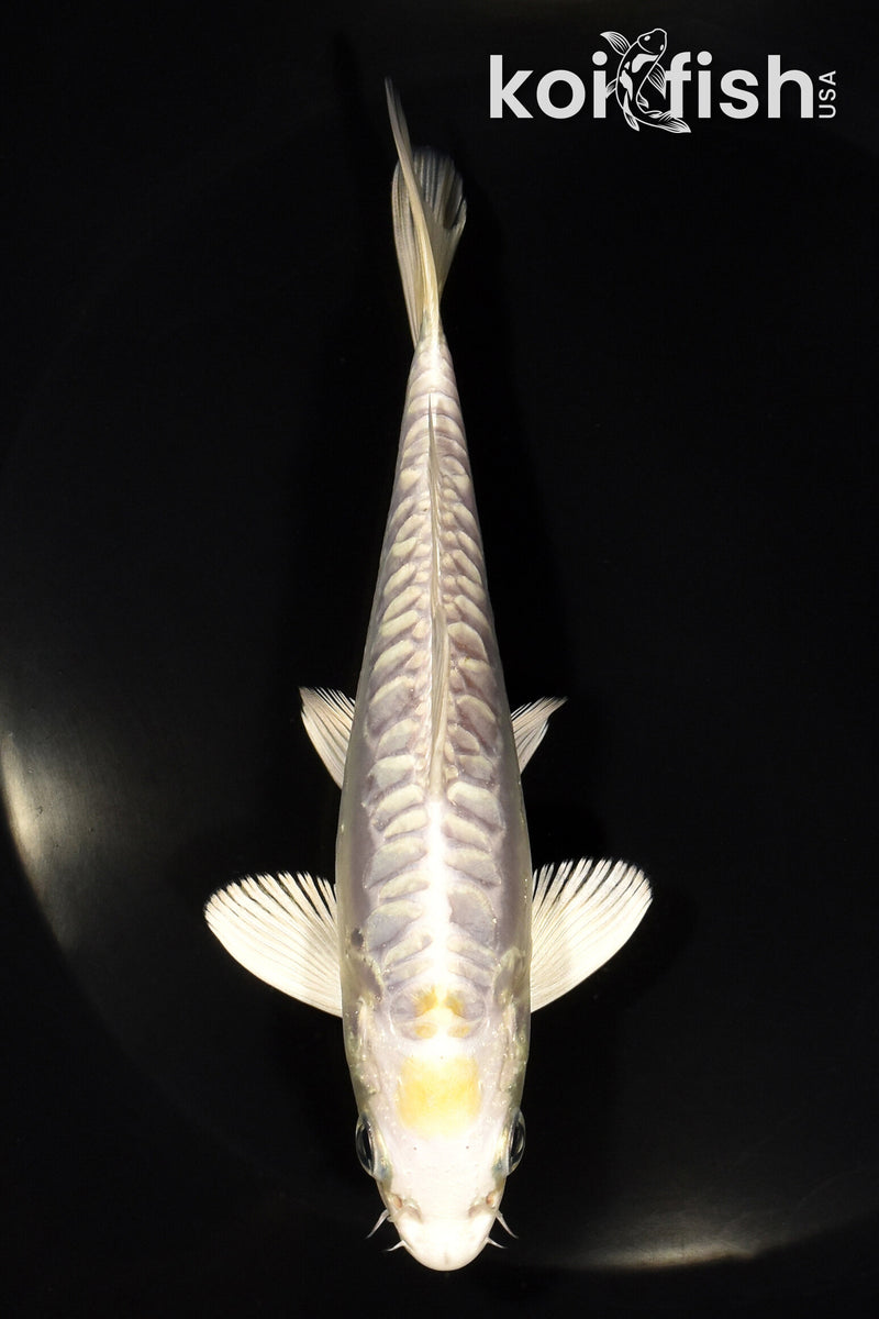 5.75" DOITSU HARIWAKE