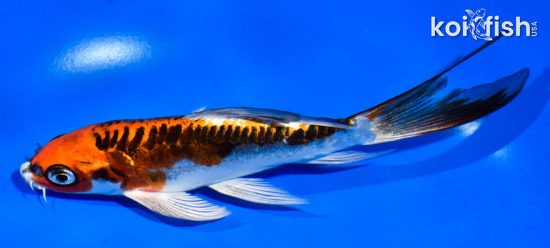 5" BENI KIKOKURYU BUTTERFLY