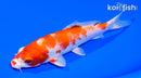 6" HARIWAKE