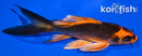 5.25" ORENJI MATSUBA BUTTERFLY