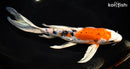 9.5" ARAGOKE HEISEI NISHIKI BUTTERFLY