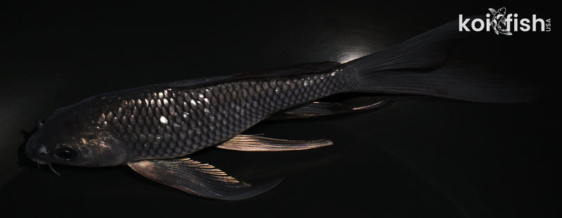 5.75" GINRIN SORAGOI BUTTERFLY