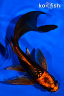 5.5" ARAGOKE BENI KIKOKURYU BUTTERFLY