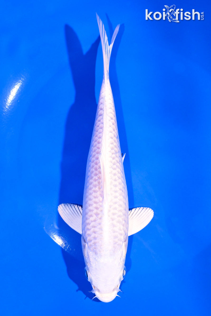 6.75" PLATINUM OGON