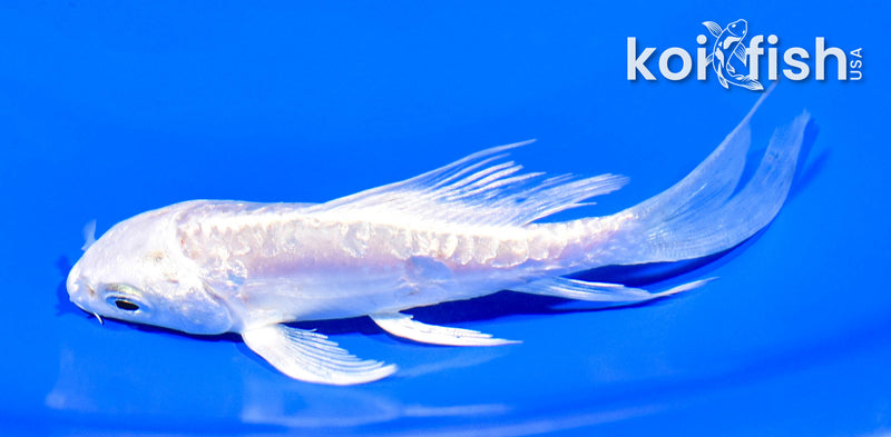 4.5" GINRIN ARAGOKE PLATINUM OGON BUTTERFLY