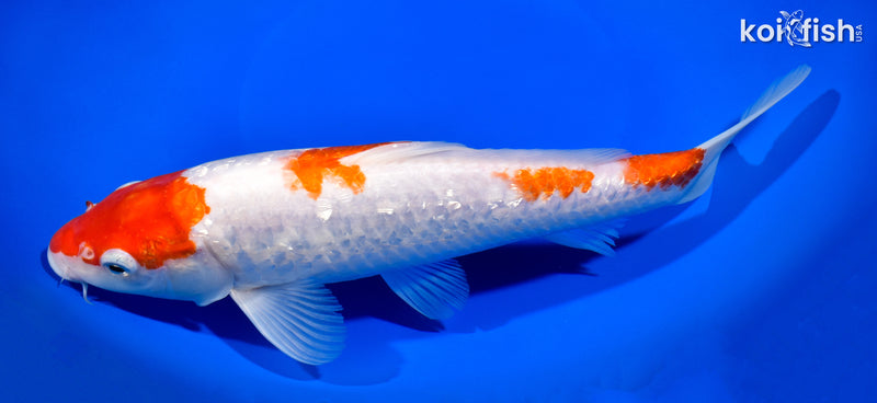 10.75" GINRIN KOHAKU